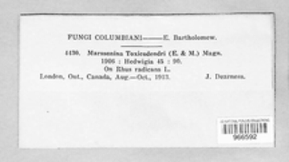 Marssonina toxicodendri image